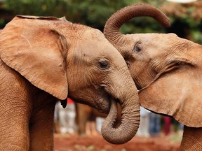 Elephants.

REUTERS/Thomas Mukoya