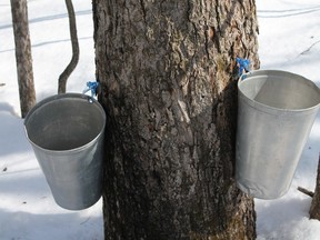 Trees are tapped and buckets are in place at the Proulx Farm in Cumberland. Gisele Proulx, co-owner is prepared for a quick change in temperature and she waits on Mother Nature to make her spring move. When mild temperatures trend, sap will start flowing up and down the trees. 
JESSIE Archambault/Ottawa Sun/QMI Agency
