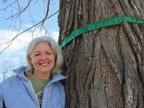 Christine Bruce poses with the oldest black walnut tree in Ontario, located in the Rona parking lot of Princess Street in Kingston. Bruce participated in Greenpeace's Stand For Forests project by tying green ribbons around her favourite trees in the Kingston area, including this black walnut.  Julia McKay/Kingston Whig-Standard/QMI Agency