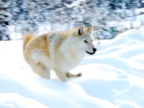 Scrappy Dave, a sociable wolf who hikes with humans,  shows off his running-in-deep-snow prowess near Golden, B.C. STEVE MACNAULL PHOTO