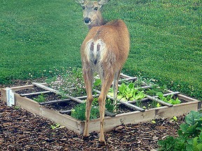 Garden Deer Belleville