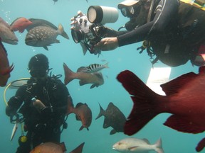 Divers float around with fish on Australia's Great Barrier Reef during an excursion with Quicksilver Cruises. JENNY YUEN/TORONTO SUN