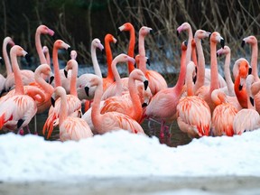 Flamingos stand in a pond of their snow-covered enclosure at the zoo in Hanover, central Germany, on January 29, 2014.           AFP PHOTO / DPA / CHRISTOPH SCHMIDT / GERMANY OUT