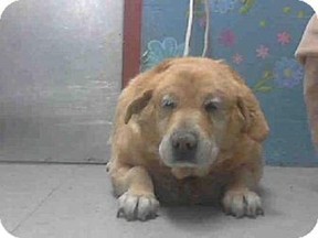 The Story of Manny, a Golden Retriever abandoned by his owners as he was too old, gripped thousands of people and a video of his condition went viral.
File photo