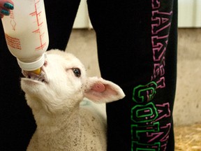An orphaned newborn lamb is bottle-fed by a Lakeland College student.