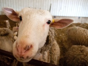 A ewe at Lakeland College wait with it's newborn in the 'hardening pen' before heading outside for the first time with it's child.