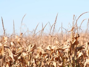 Many dairy producers are switching to processing their corn into shredlage, rather than using conventional silage chopping methods