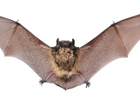 The Natural Resources Ministry says any bat encountered should be considered rabid, unless captured and proven otherwise. If you think you may have been bitten, scratched or had physical contact with a bat, the health unit considers that an exposure.
