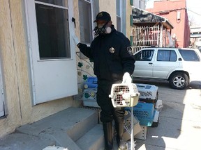 An animal welfare officer wears a mask as he removes one of 260 cats that were taken from a Philadelphia home on March 26, 2014. (Philadelphia SPCA/QMI Agency)