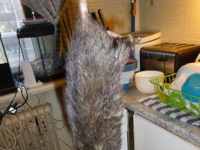 This 39.5 centimetre rat was found in the kitchen of a family in Sweden. Justus Bengtsson-Korsas FACEBOOK/QMI AGENCY