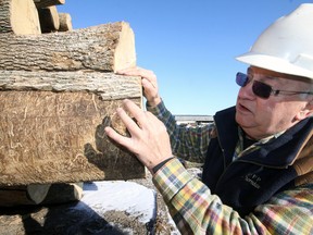 Jeff Tribe/Tillsonburg News
Dave Townsend examines damage done to an ash log by invasive Emerald Ash Borers. Townsend Lumber, a three-generation family business employing around 130 at its Tillsonburg location, achieved FSC certification February 25, 2014. In laymen’s terms, it represents an internationally-recognized standard of responsible forestry.