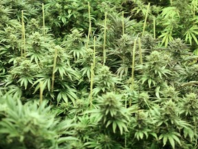 Cannabis plants that will soon be harvested grow at Northwest Patient Resource Center in Seattle, Washington in this January 27, 2012 file photo. (REUTERS/Cliff DesPeaux/Files)