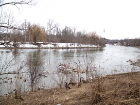 Low-lying areas, like this stretch of the Thames River facing west toward Guy Lombardo Bridge, are likely to see spring flooding over the next few days, area conservation authorities say. (DEREK RUTTAN, The London Free Press)