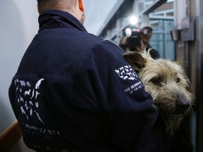 One of the ten dogs transported from Sochi, Russia is brought into the Washington Animal Rescue League (WARL) in Washington March 27, 2014. (REUTERS/Gary Cameron)