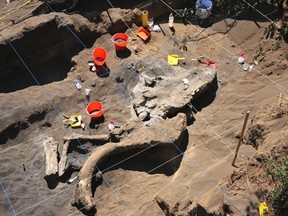 The buried remains of a Columbian mammoth (Mammuthus colombi) are seen at a site where archaeologists from Mexico's National Institute of Anthropology and History (INAH) are working in this handout photograph taken on April 4, 2013 and released to Reuters on April 9, 2013. (REUTERS/INAH/Handout)