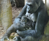 Toronto Zoo baby gorilla born Jan. 10, 2014, to mom Ngozi and dad Charles. (Bill Longo/Toronto Zoo)