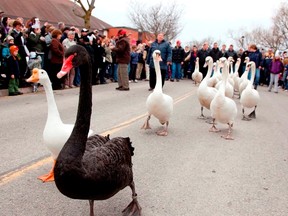 A sure sign of spring in Stratford is the musical march of the swans and geese to the Avon River. (Courtesy Stratford Tourism Alliance)