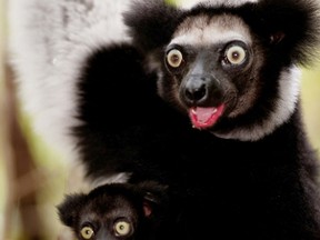 Promotional still   
Indri lemurs, as depicted in the IMAX film Island of Lemurs: Madagascar, are among the many lemurs listed as an endangered species.