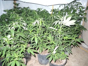 RCMP executed a drug search warrant at a home in the RM of Brokenhead Wednesday and seized approximately 300 marijuana plants, lighting and venting equipment.