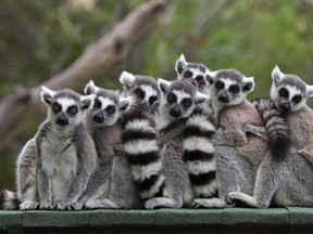 Ring-tailed lemurs stand together in this March 27, 2010, file photo. "Island of Lemurs: Madagascar," out in IMAX theaters on April 4, 2014, takes audiences on a 3D adventure into the exotic habitat of the lemurs on the island of Madagascar, the only place in the world where they exist in the wild.  REUTERS/Baz Ratner/Files