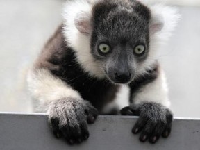 A black-and-white ruffed lemur (Varecia variegata) born in captivity a month earlier is seen at the zoo in Cali March 14, 2011. (Reuters/Jaime Saldarriaga)