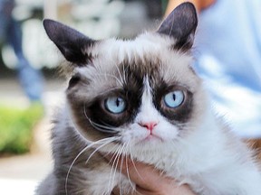 Grumpy Cat, aka Tardar Sauce. (Try CW/WENN.com File Photo)