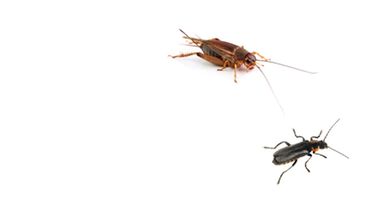8 edible bugs to try now