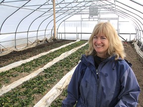 Sharon Freeman of Battersea, with her husband Will, have been growing spinach and kale in an unheated greenhouse all winter long. They just planted a lettuce crop, getting a jump on the spring planting season. MICHAEL LEA\THE WHIG STANDARD