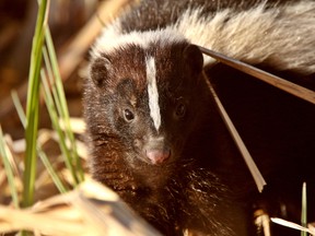 A skunk is pictured in this file photo. (Fotolia)