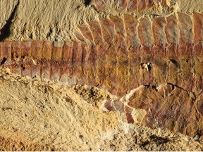 The dorsal view of Fuxianhuia protensa is pictured in this handout image provided by Xiaoya Ma. The three-inch-long fossil was found in sediments dating from the Cambrian Period 520 million years ago in what today is the Yunnan province in China. (REUTERS/Xiaoya Ma/Handout via Reuters)