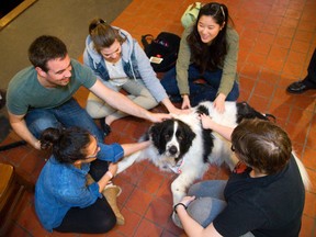 Huron University College students, clockwise from bottom left, Monika Reinstein, Peter Bentham, Emily Wood, Jessica Liu and Haley Miller, share a few stress-relieving moments Monday with Calliope, a female Landseer Newfoundland St. John Ambulance therapy dog. (MIKE HENSEN, The London Free Press)