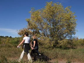 FILE: Two women walk a dog at Buena Vista Park in Edmonton, Alta., on Sunday, Sept. 22, 2013. The onset of fall has meant the changing of the colour of leaves on deciduous trees. Ian Kucerak/Edmonton Sun