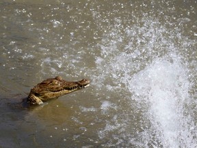 A crocodile swims inside a pen at Nyanyana Crocodile Farm in Kariba, in this picture taken April 2, 2014. (REUTERS/Philimon Bulawayo)