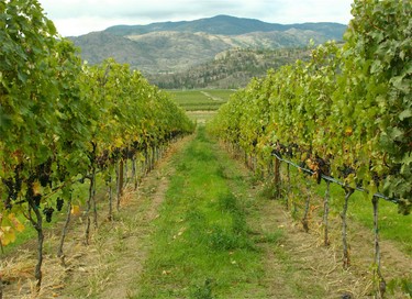 A view of the vineyards at Covert Farms in Oliver, B.C. KERRI BREEN/QMI AGENCY