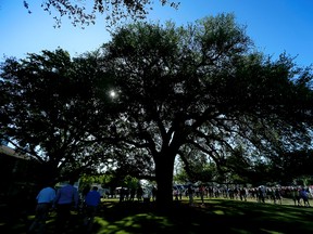 The Eisenhower Tree on the 17th fairways at Augusta was felled during a vicious ice storm in February. (Getty Images/AFP)