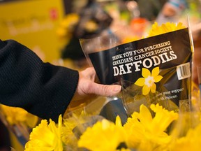 Loblaws daffodils