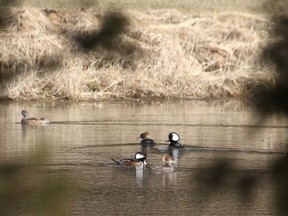 Jeff Tribe/Tillsonburg News
A pair of male Hooded Mergansers elevate their ‘Mohawks’ in an attempt to impress a pair of female compatriots Thursday morning near Long Point.