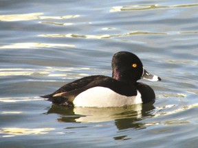 A thin, dark ring around its neck gives the ring-necked duck its name, but its bill patterning is most distinctive. (QMI Agency files)