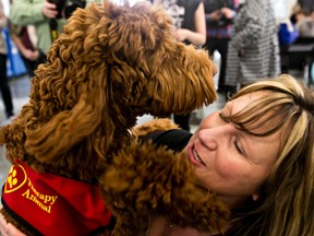 Assisted therapy dog Flynn gives a hug to owner Linda Shaw at NAIT in Edmonton, Alta., on Thursday, April 10, 2014. The Australian Labradoodle has just passed his obedience and temperament testing through Chimo Animal-Assisted Therapy, becoming NAIT's first certified assisted therapy dog. Codie McLachlan/Edmonton Sun