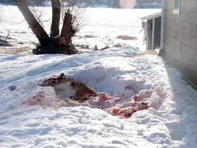 Dead deer found on the morning of April 12 next to the home of Wayne and Vickie Sykora. ALAN S. HALE/Daily Miner and News