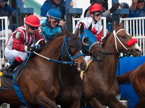 Woodbine jockey Justin Stein in action on opening day (Michael Burns)