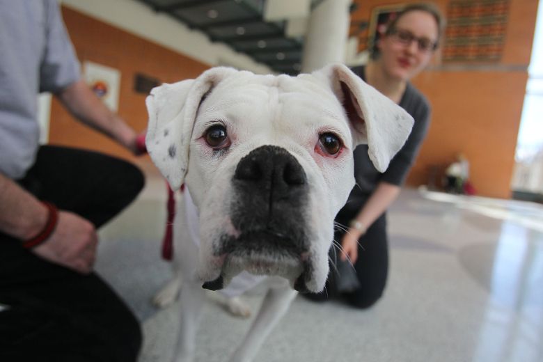U of M using therapy dogs to relieve students’ stress Winnipeg Sun