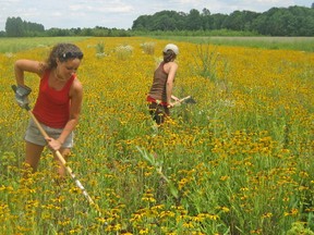 Two Stewardship Rangers, working under a summer student program funded by the Ontario Natural Resources Ministry, help de-weed a tallgrass prairie seed production area near Bothwell, on land leased from the St. Clair Region Conservation Authority. The program hired 17-year-old students to work on stewardship habitat projects. (SUBMITTED PHOTO)