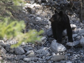 A black bear is pictured in the QMI Agency file photo. (Mike Drew/QMI Agency)