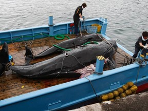 Captured short-finned pilot whales are seen on the deck of a whaling ship at Taiji Port in Japan's oldest whaling village of Taiji, 420 km (260 miles) southwest of Tokyo in this June 4, 2008 file photo. REUTERS/Issei Kato/Files  (JAPAN - Tags: ENVIRONMENT POLITICS SOCIETY ANIMALS)