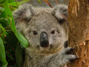 Heathcliffe the koala poses for the camera in his enclosure at the Riverbanks Zoo and Gardens in Columbia, S.C. PHIL RABY/Special to QMI Agency