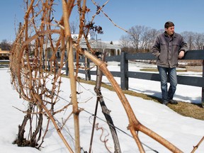Kyle Baldwin, general manager of Waupoos Estates Winery in Picton, Ont., stands outside his 20-acre vineyard, the oldest in Prince Edward County Wednesday, April 2.
Jerome Lessard/The Intelligencer