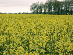 Canola