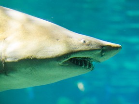 A shark in the Dangerous Lagoon section at Ripley's Aquarium in Toronto is pictured in this March 4, 2014 file photo. (Ernest DoroszukQMI Agency)