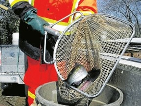 Ron Boyse, of Rainbow Springs Hatchery, Thamesford, empties net of rainbow trout being stocked Wednesday in Springwater Pond at Springwater Conservation Area southwest of Aylmer in preparation for the opening of trout season April 26. (ERIC BUNNELL, Times-Journal)
